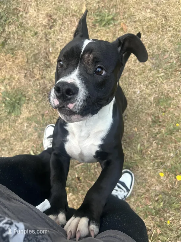 Sax – American Bully, American Pit Bull Terrier puppy for sale in Columbia, SC