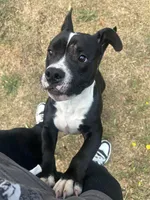 Sax, a male American Bully and American Pit Bull Terrier for sale in Columbia, SC – Photo 1 of 10