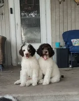 Arrow, a male Poodle - Standard  for sale in Metropolis, IL – 3 of 3