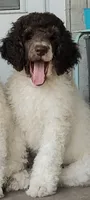 Arrow, a male Poodle - Standard  for sale in Metropolis, IL – 2 of 3