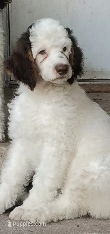 Stryder – Poodle - Standard  puppy for sale in Metropolis, IL