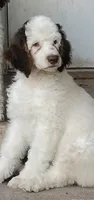 Stryder, a male Poodle - Standard  for sale in Metropolis, IL – 1 of 3