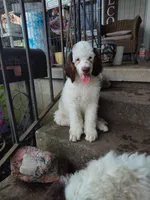 Stryder, a male Poodle - Standard  for sale in Metropolis, IL – 2 of 3