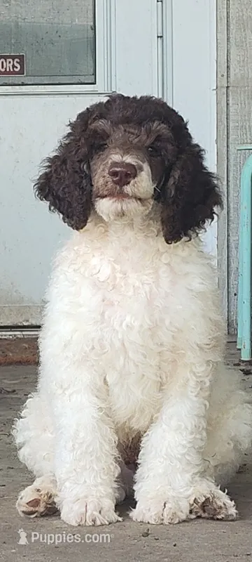 Arrow – Poodle - Standard  puppy for sale in Metropolis, IL