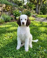 Stryder, a male Poodle - Standard  for sale in Metropolis, IL – 3 of 3