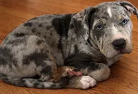 Slate, a male American Bully for sale in Linden, NJ – 1 of 1