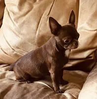 Dobby Applehead Chihuahua, a male Chihuahua for sale in Saint Johns, FL – 2 of 8