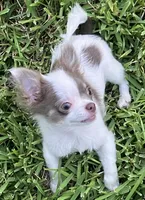 Tiny  Troy, a male Chihuahua for sale in Jacksonville, FL – 7 of 10