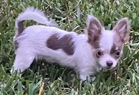 Tiny  Troy, a male Chihuahua for sale in Jacksonville, FL – 5 of 10