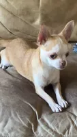 AKC Bloodlines Applehead HONEY, a female Chihuahua for sale in Jacksonville, FL – 1 of 10