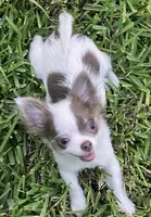 Tiny  Troy, a male Chihuahua for sale in Jacksonville, FL – 9 of 10