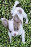 Tiny  Troy, a male Chihuahua for sale in Jacksonville, FL – 6 of 10