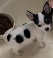 Sugar Girl, a female Chihuahua for sale in Jacksonville, FL – Photo 9 of 10