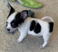 Sugar Girl, a female Chihuahua for sale in Jacksonville, FL – Photo 3 of 10