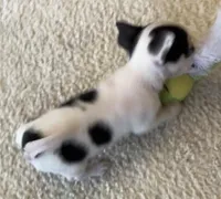 Sugar Girl, a female Chihuahua for sale in Jacksonville, FL – Photo 5 of 10