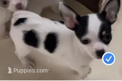 Sugar Girl – Chihuahua puppy for sale in Jacksonville, FL