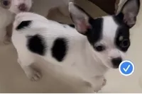 Sugar Girl, a female Chihuahua for sale in Jacksonville, FL – Photo 1 of 10