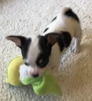 Sugar Girl, a female Chihuahua for sale in Jacksonville, FL – Photo 6 of 10