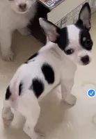 Sugar Girl, a female Chihuahua for sale in Jacksonville, FL – Photo 2 of 10