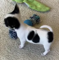 Sugar Girl, a female Chihuahua for sale in Jacksonville, FL – Photo 7 of 10