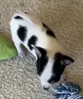 Sugar Girl, a female Chihuahua for sale in Jacksonville, FL – Photo 4 of 10