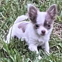 Tiny  Troy, a male Chihuahua for sale in Jacksonville, FL – 3 of 10