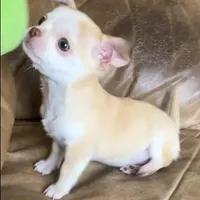 AKC Bloodlines Applehead HONEY, a female Chihuahua for sale in Jacksonville, FL – Photo 5 of 10