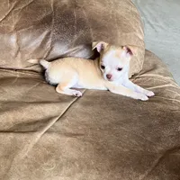 AKC Bloodlines Applehead HONEY, a female Chihuahua for sale in Jacksonville, FL – Photo 7 of 10