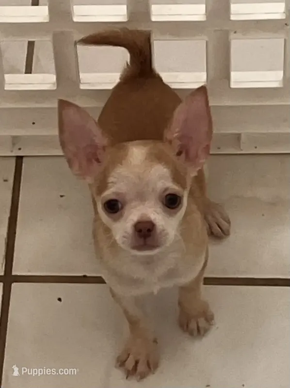 AKC Bloodlines Applehead HONEY