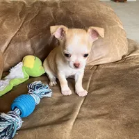 AKC Bloodlines Applehead HONEY, a female Chihuahua for sale in Jacksonville, FL – Photo 9 of 10