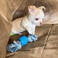 AKC Bloodlines Applehead HONEY, a female Chihuahua for sale in Jacksonville, FL – Photo 10 of 10