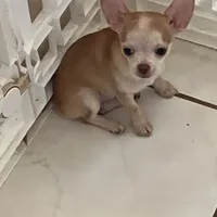 AKC Bloodlines Applehead HONEY, a female Chihuahua for sale in Jacksonville, FL – Photo 2 of 10