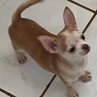 AKC Bloodlines Applehead HONEY, a female Chihuahua for sale in Jacksonville, FL – Photo 4 of 10