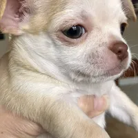 AKC Bloodlines Applehead HONEY, a female Chihuahua for sale in Jacksonville, FL – Photo 8 of 10