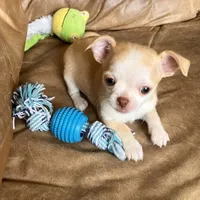 AKC Bloodlines Applehead HONEY, a female Chihuahua for sale in Jacksonville, FL – Photo 6 of 10