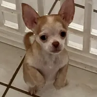 AKC Bloodlines Applehead HONEY, a female Chihuahua for sale in Jacksonville, FL – Photo 3 of 10