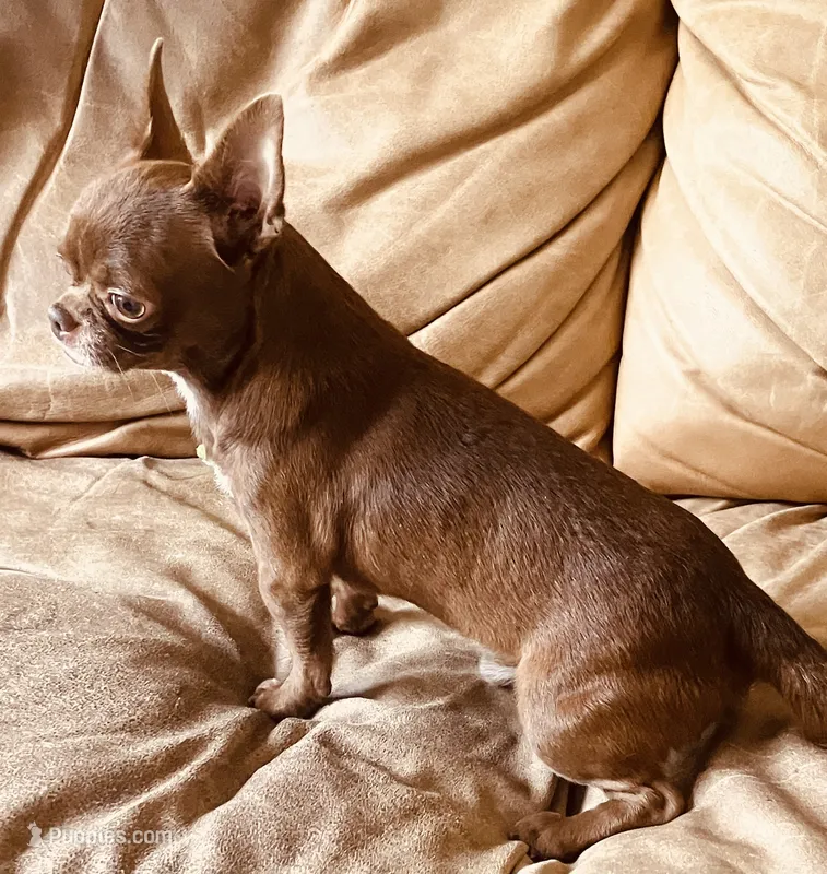 Dobby Applehead Chihuahua – Chihuahua puppy for sale in Saint Johns, FL