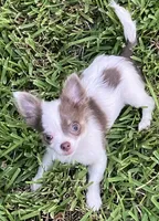 Tiny  Troy, a male Chihuahua for sale in Jacksonville, FL – 10 of 10