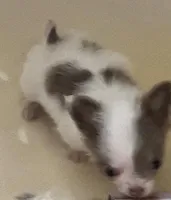 Tiny Troy, a male Chihuahua for sale in Jacksonville, FL – Photo 4 of 8