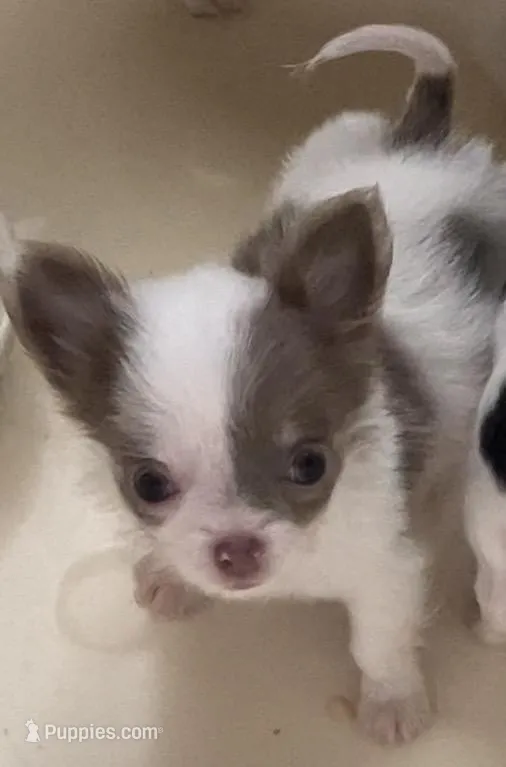 Tiny Troy – Chihuahua puppy for sale in Jacksonville, FL