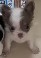 Tiny Troy, a male Chihuahua for sale in Jacksonville, FL – Photo 6 of 8