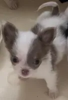 Tiny Troy, a male Chihuahua for sale in Jacksonville, FL – Photo 1 of 8