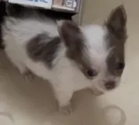 Tiny Troy, a male Chihuahua for sale in Jacksonville, FL – Photo 8 of 8