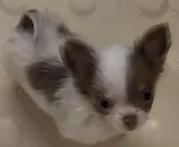 Tiny Troy, a male Chihuahua for sale in Jacksonville, FL – Photo 3 of 8