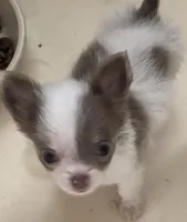 Tiny Troy, a male Chihuahua for sale in Jacksonville, FL – Photo 2 of 8