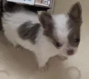 Tiny Troy, a male Chihuahua for sale in Jacksonville, FL – Photo 5 of 8