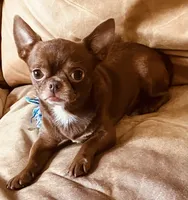 Dobby Applehead Chihuahua, a male Chihuahua for sale in Saint Johns, FL – 7 of 8