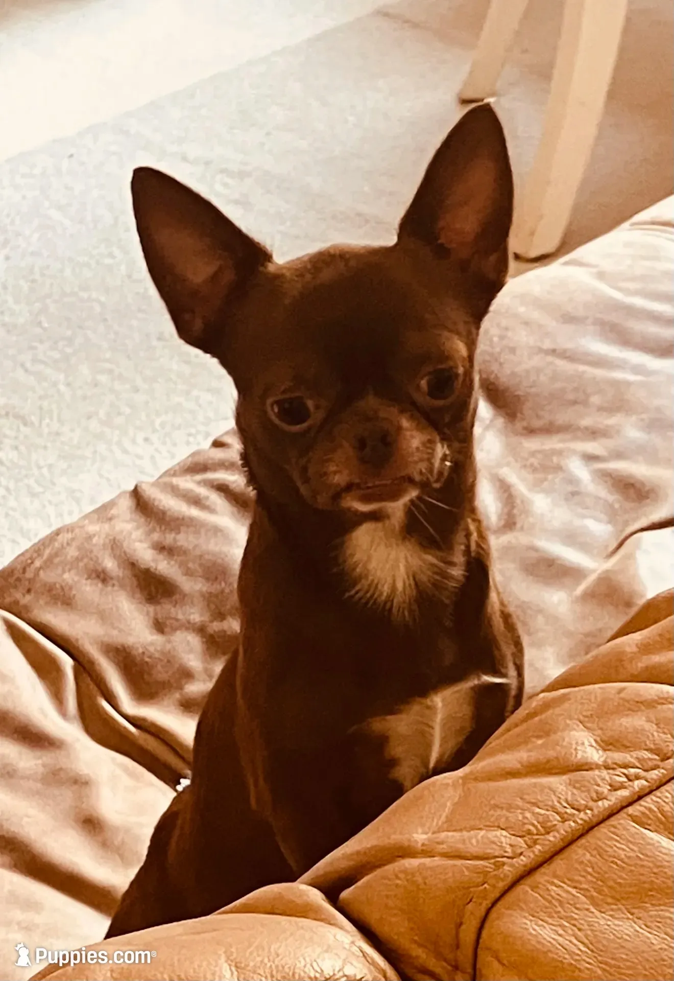 Dobby Applehead Chihuahua, a male Chihuahua for sale in Saint Johns, FL – 3 of 8