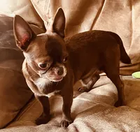 Dobby Applehead Chihuahua, a male Chihuahua for sale in Saint Johns, FL – 5 of 8