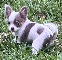 Tiny  Troy, a male Chihuahua for sale in Jacksonville, FL – 4 of 10